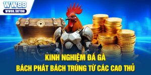 Kinh Nghiệm Đá Gà Bách Phát Bách Trúng Từ Các Cao Thủ