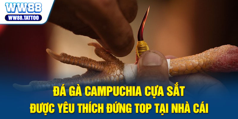 Đá gà Campuchia cựa sắt được yêu thích đứng top tại nhà cái